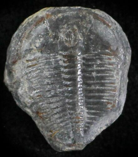 Elrathia Trilobite - Wheeler Shale, Utah #24833